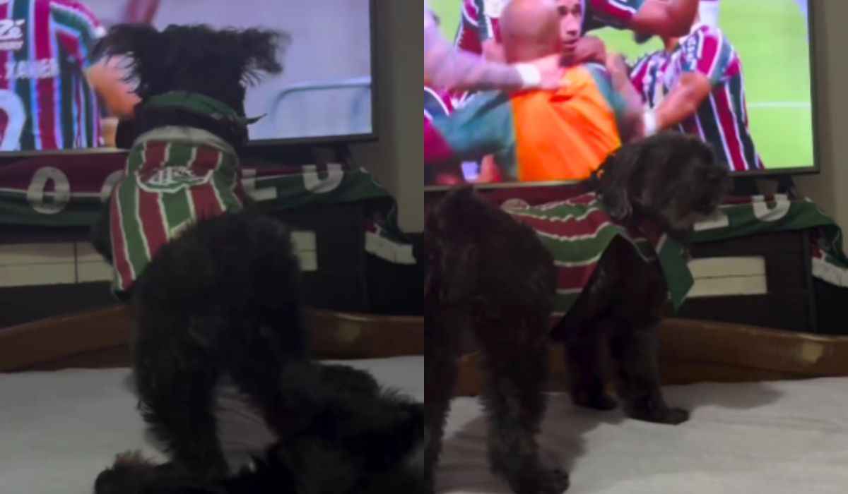 Vídeo hilário: cãozinho é torcedor fanático do Fluminense