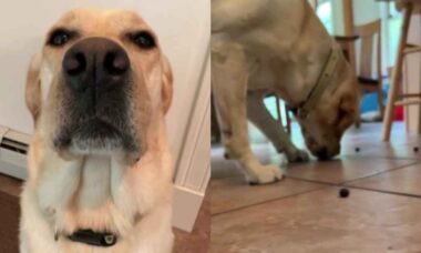 Vídeo hilário: dono transforma seu cão no mais potente aspirador de pó