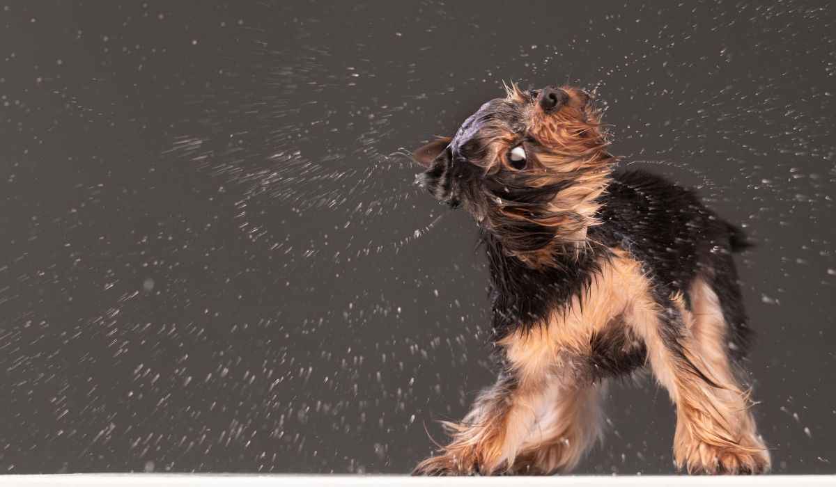 Finalmente a ciência explica por que os cães se sacodem quando estão molhados