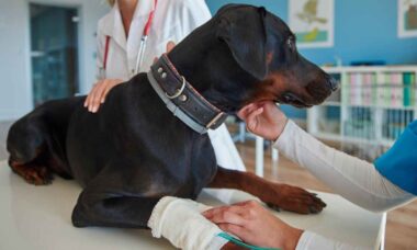 Saiba se o seu pet pode ser um doador de sangue