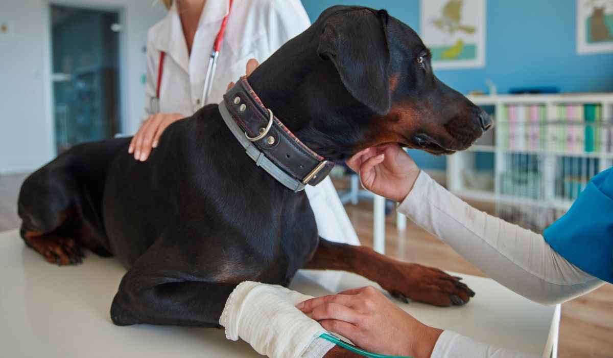 Saiba se o seu pet pode ser um doador de sangue