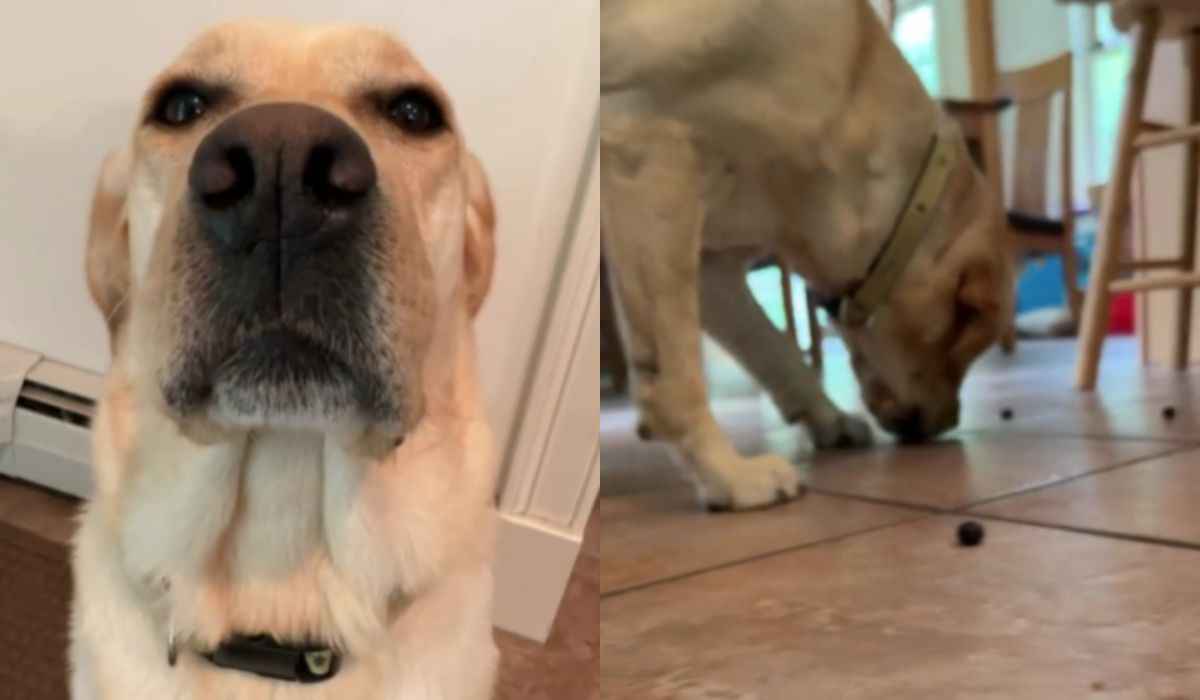 Vídeo hilário: dono transforma seu cão no mais potente aspirador de pó