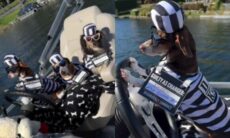 Vídeo hilário: cãezinhos fogem do canil pilotando lancha e são perseguidos por policial