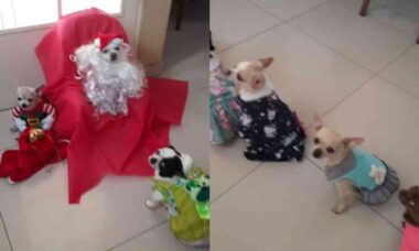 Vídeo fofo: cãezinhos esperam em fila para fazer foto com Papai Noel