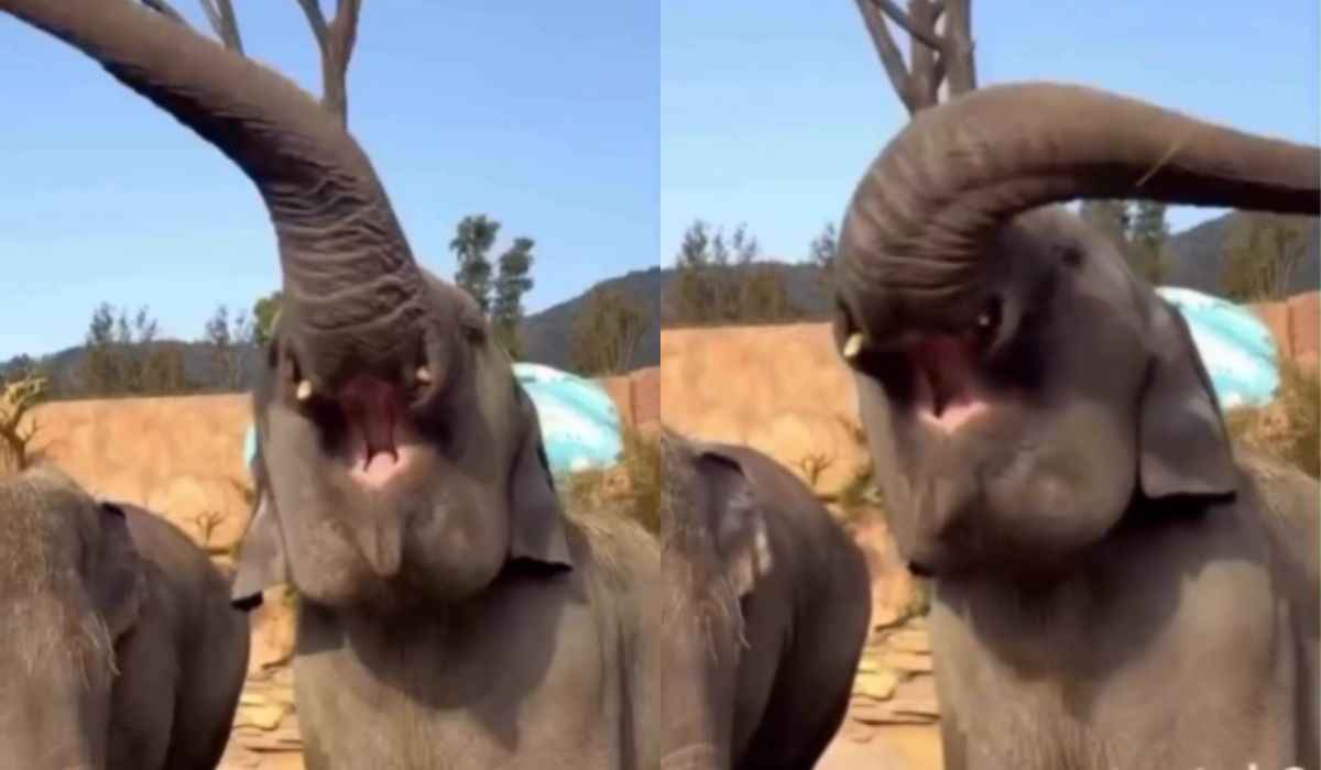 Vídeo hilário: elefante "enlouquecido" tenta virar a versão helicóptero de Dumbo