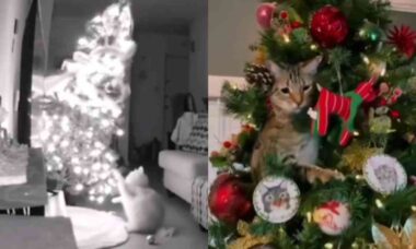 Vídeo hilário registra a convivência nada pacífica entre gatos e árvores de Natal