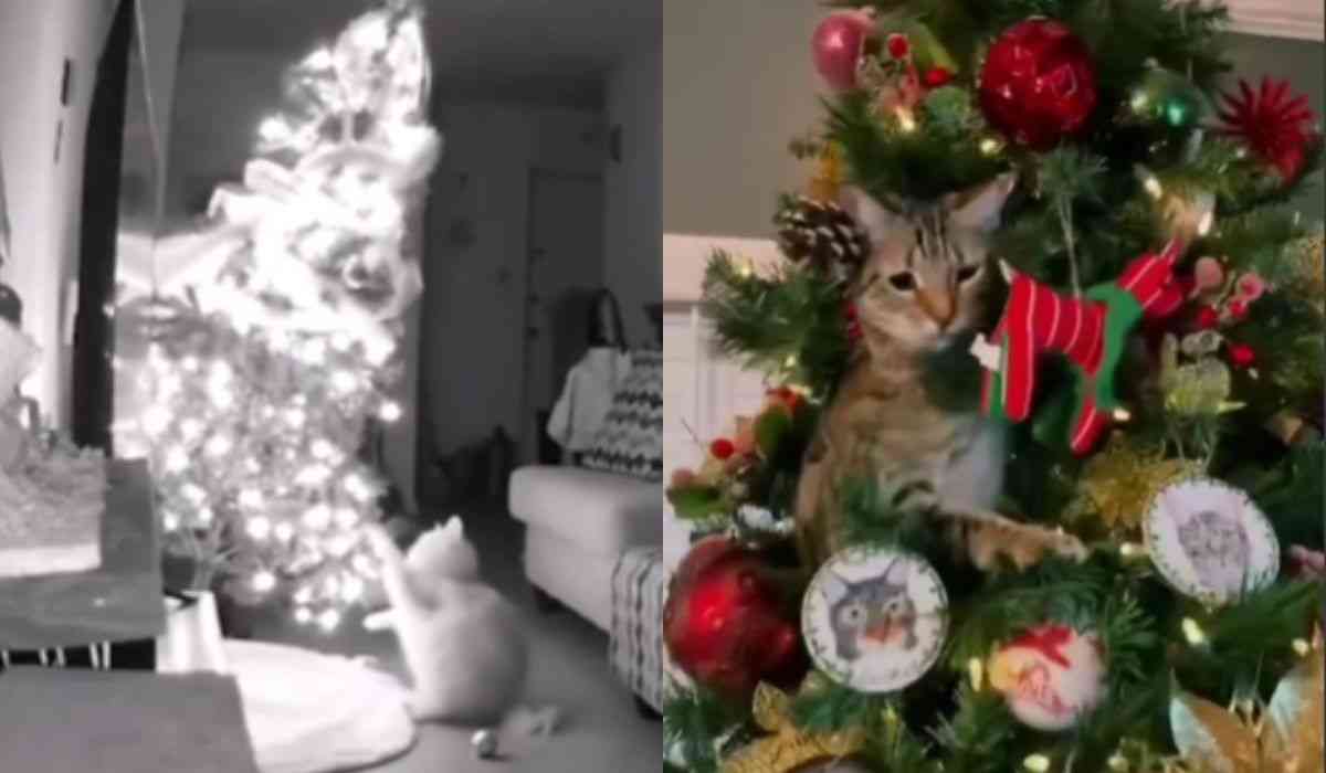 Hilarisch video legt de niet-zo-vredige co-existentie tussen katten en kerstbomen vast