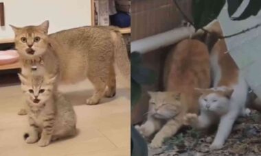 Vídeo mostra que gatos seriam imbatíveis caso disputassem provas de sincronia