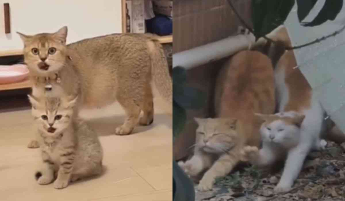 Video toont aan dat katten onverslaanbaar zouden zijn als ze meededen aan synchronisatiewedstrijden