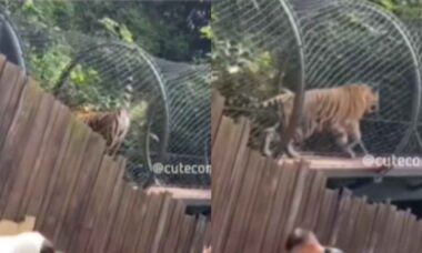 Vídeo hilário: tigre afasta visitantes de maneira criativa