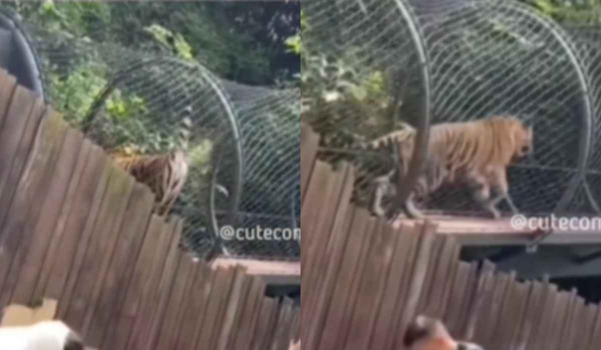 Vídeo hilário: tigre afasta visitantes de maneira criativa