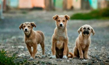 Cientistas decifram mutações em cães que sobreviveram à catástrofe de Chernobyl