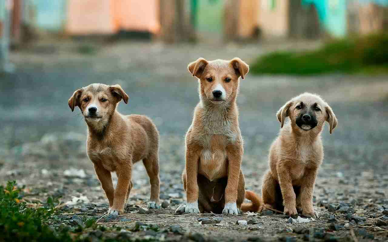 Cientistas decifram mutações em cães que sobreviveram à catástrofe de Chernobyl