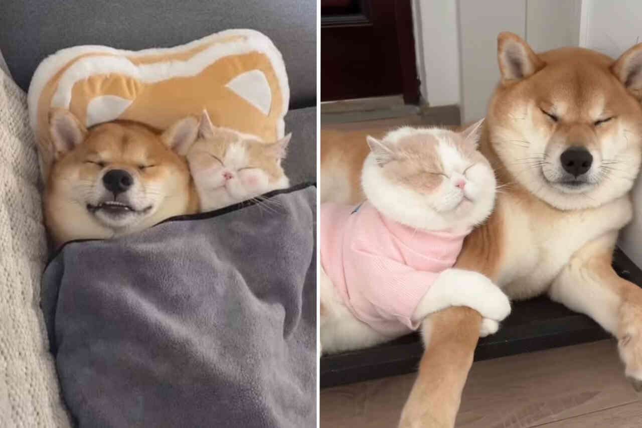 Vídeo fofíssimo registra cão e gato que ficam sempre juntinhos na hora de dormir