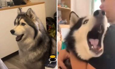 Vídeo hilário comprova que huskies são os cães mais dramáticos do planeta