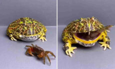 Vídeo revela os vencedores de brigas entre sapos e caranguejos