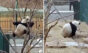 Vídeo hilário mostra como pandas se esforçam para serem extintos