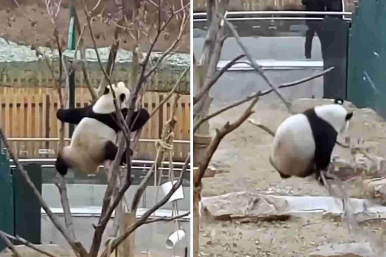 Vidéo hilarante montre comment les pandas font de leur mieux pour disparaître