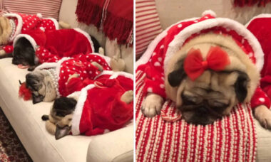 Vídeo fofo: cãezinhos da raça pug repousam após festa de Natal