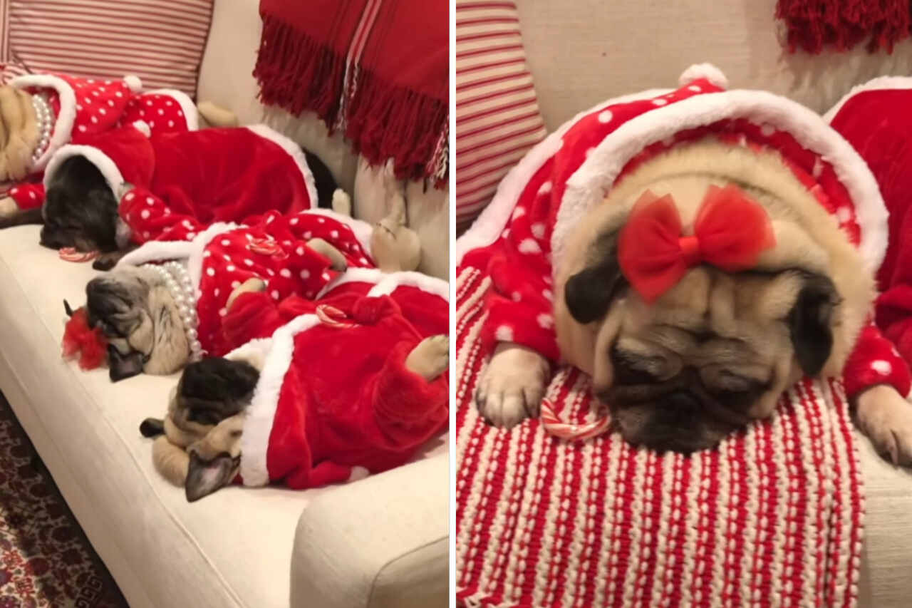 Vídeo fofo: cãezinhos da raça pug repousam após festa de Natal