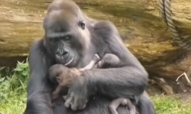 Vídeo de mamãe gorila cuidando de gêmeos é a coisa mais fofa que você vai ver hoje