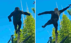 Vídeo registra chimpanzé dono de um equilíbrio impressionante