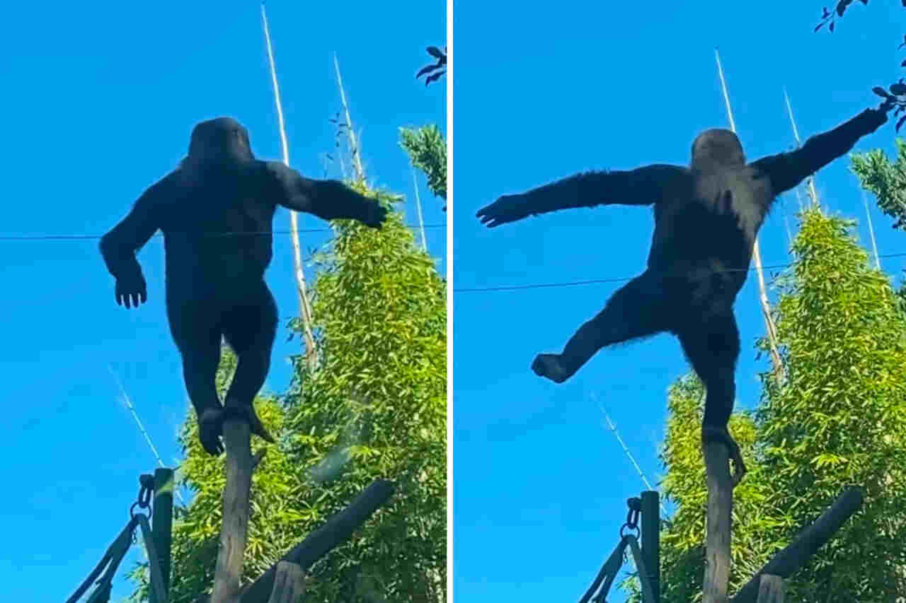 Video toont een chimpansee met indrukwekkend evenwicht