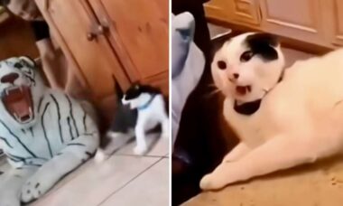 Vídeo hilário: donos quase matam gatos do coração com imagens felinas