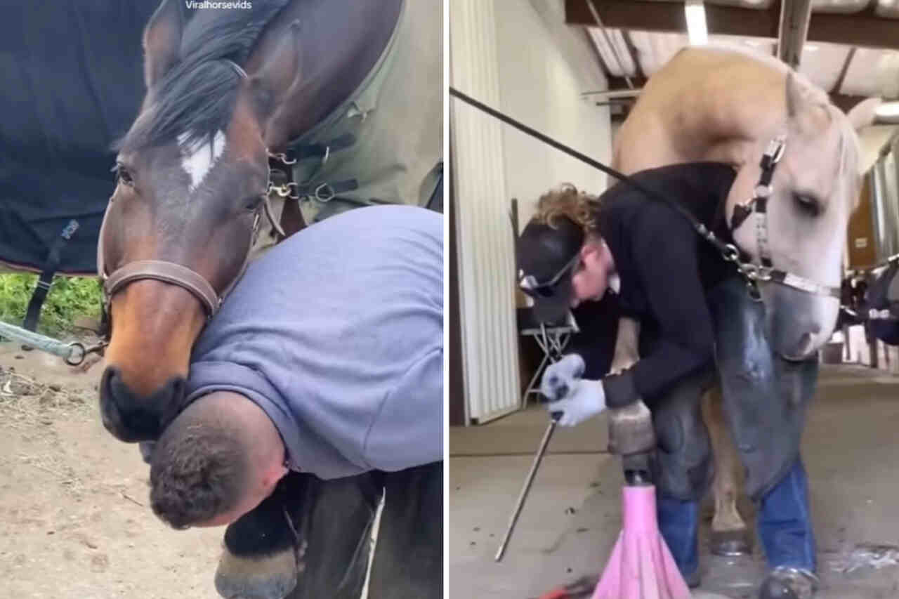 Vídeo fofo: cavalos demonstram todo o afeto que têm por seus ferradores