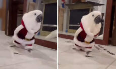 Vídeo fofo registra cacatua que já entrou no clima de Natal