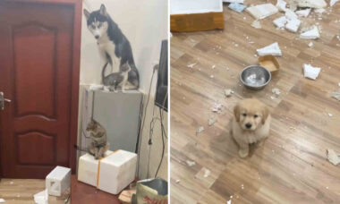 Vídeo impressionante: cães e gatos se unem para transformar casa em cenário de guerra