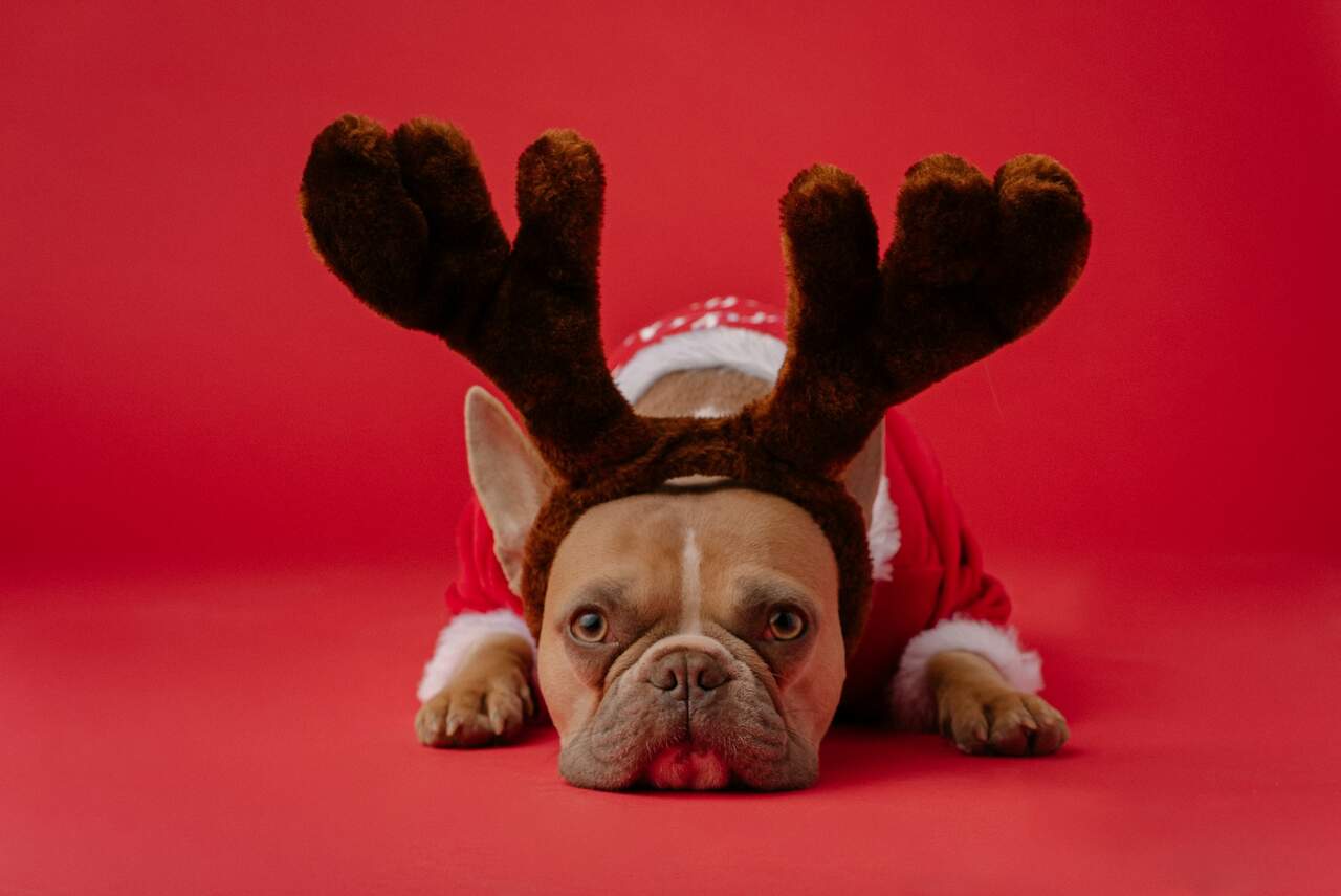 Voir les aliments des repas de Noël et du Réveillon qui sont interdits pour votre animal