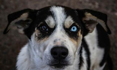 Dezembro verde: campanha combate o abandono de animais