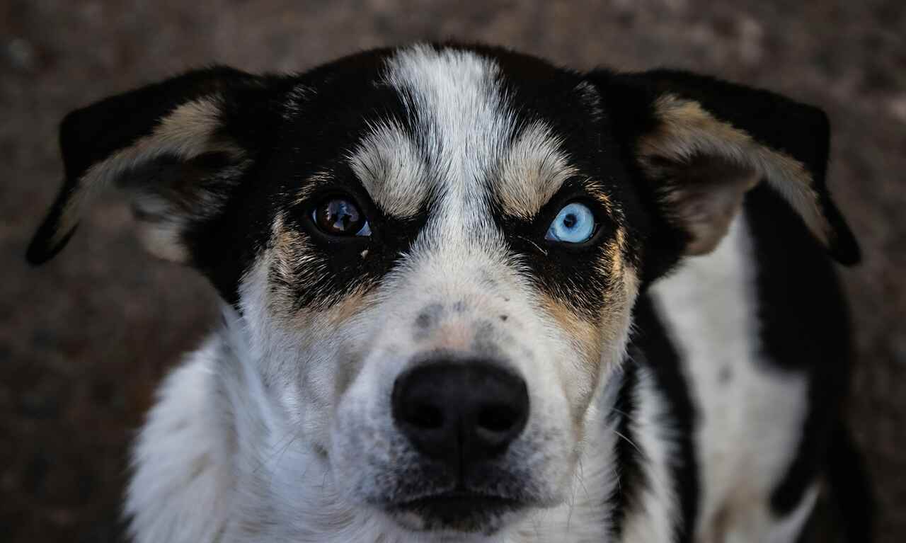 Décembre vert : campagne contre l'abandon d'animaux