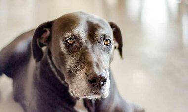 Remédio popular contra a artrite em cães pode ter efeitos colaterais severos, indica estudo