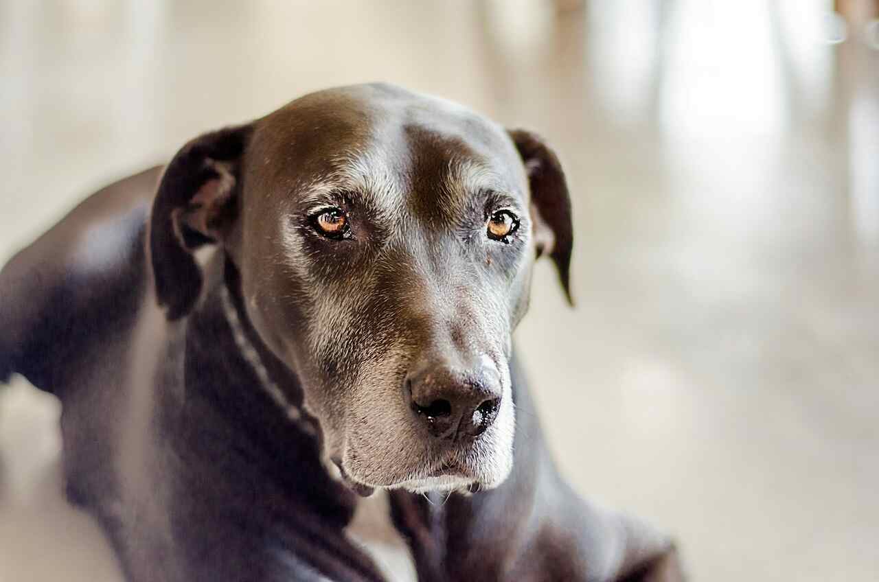 Beliebtes Medikament gegen Arthritis bei Hunden kann schwerwiegende Nebenwirkungen haben, so eine Studie