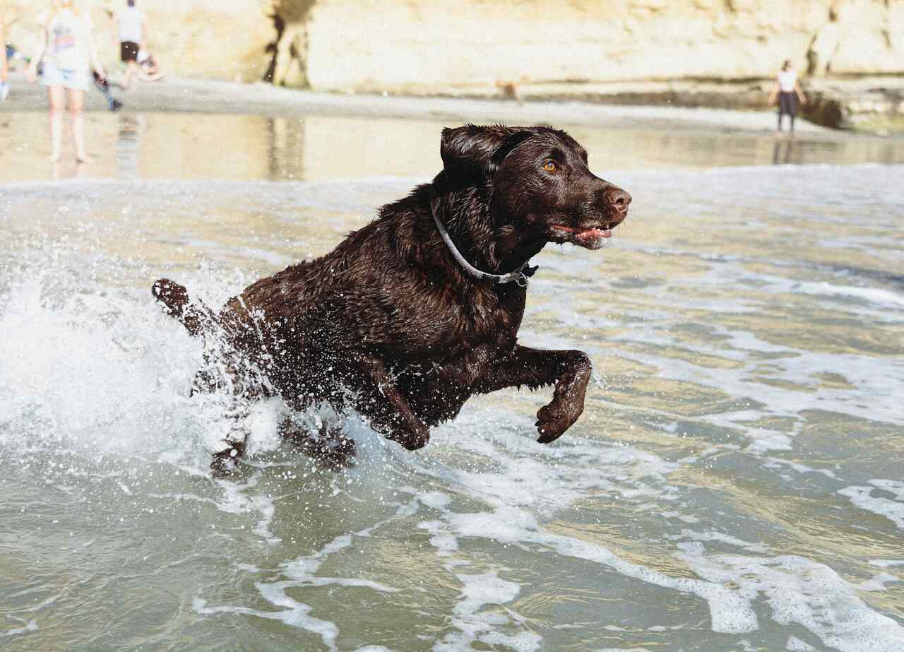 Conheça os cuidados necessários ao levar seu cão para a praia