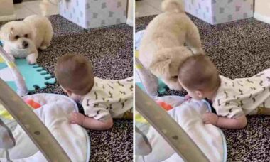 Vídeo fofo: cãozinho e bebê humano se divertem muito brincando no chão