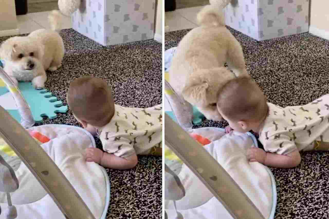 Vídeo fofo: cãozinho e bebê humano se divertem muito brincando no chão