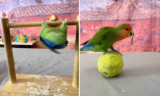Vídeo: a inteligência desse passarinho vai deixar você de queixo caído
