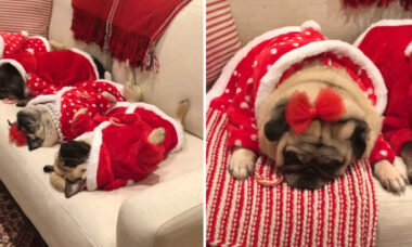 Vídeo fofo: cãezinhos pugs vão a nocaute antes da festa de Natal