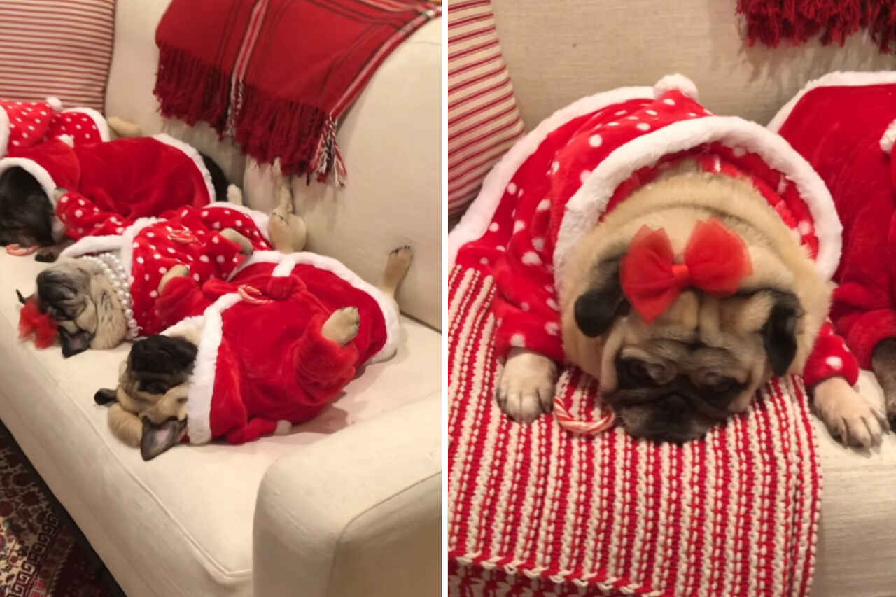 Vídeo fofo: cãezinhos pugs vão a nocaute antes da festa de Natal