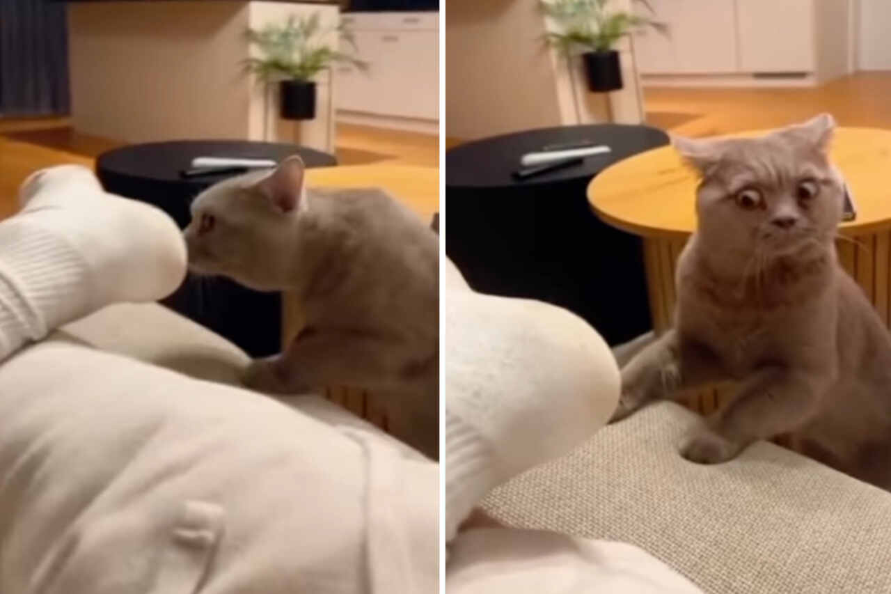 Hilarious video shows cats extremely sensitive to disgusting smells