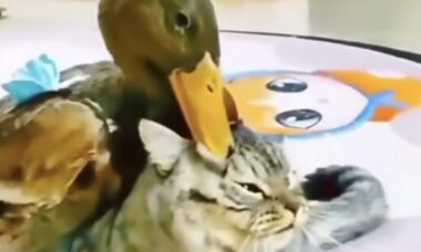 Vídeo hilário: pato pentelho abusa da paciência de gato nervoso