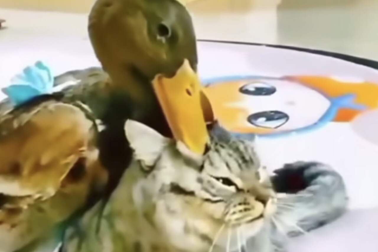 Vídeo hilário: pato pentelho abusa da paciência de gato nervoso