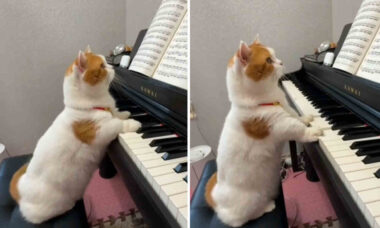 Vídeo hilário: há vários pets que tocam piano, mas só esse gato lê partitura