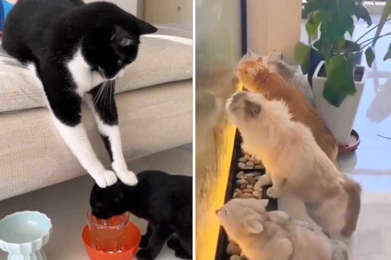 Esse vídeo hilário de gatos tentando se hidratar vai alegrar o seu dia