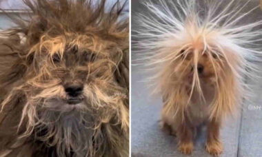 Vídeo hilário reúne os cães mais despenteados do planeta