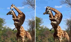 Vídeo fofo mostra como a mamãe girafa sofre quando o filhote fica assustado