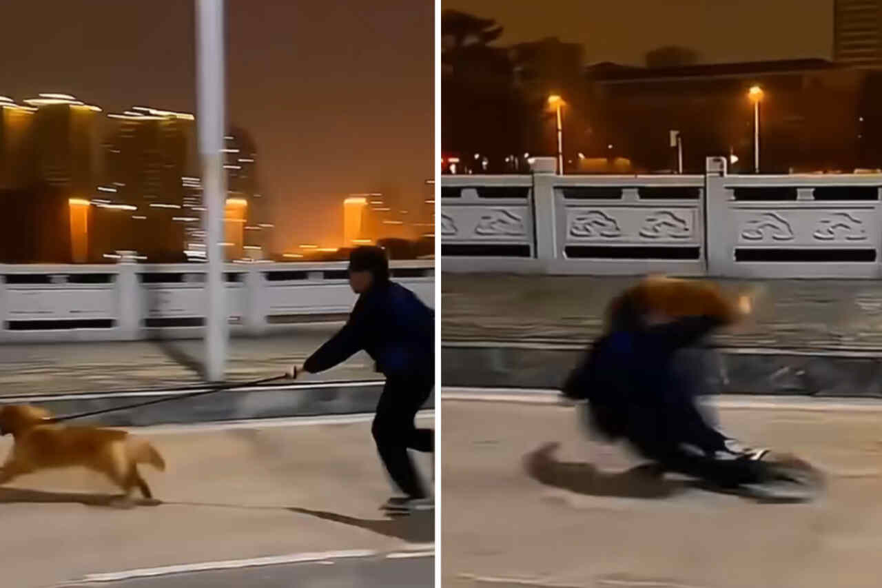 Hilarious video: uncontrollable dogs put owners in serious trouble